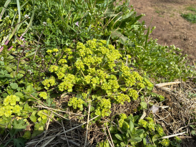 LINE_ALBUM_まめのくぼ　春　野草_260408_2