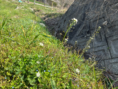 LINE_ALBUM_まめのくぼ　春　野草_260408_7