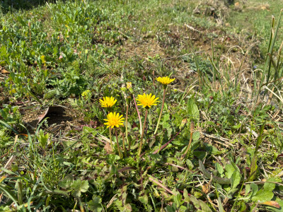 LINE_ALBUM_まめのくぼ　春　野草_260408_5