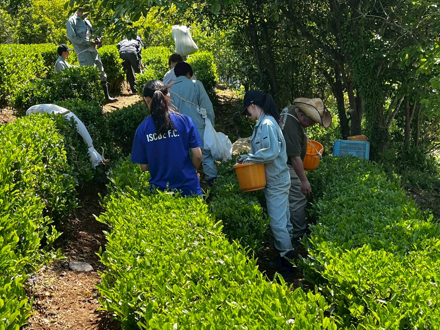 LINE_ALBUM_5.8_茶摘み_250508_5