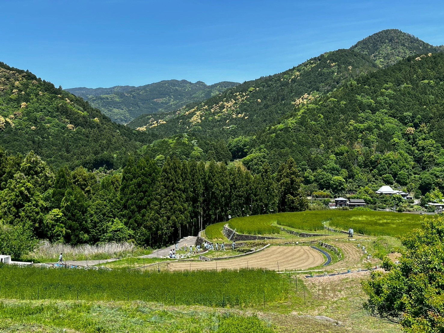 LINE_ALBUM_5.8_茶摘み_250508_31