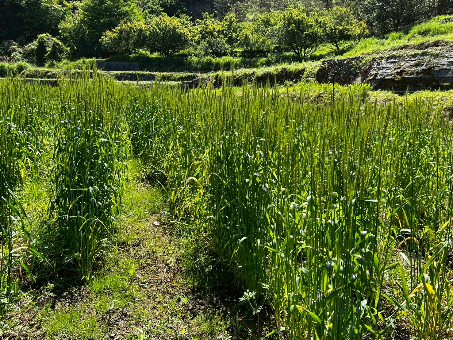 LINE_ALBUM_5.8_茶摘み_250508_2