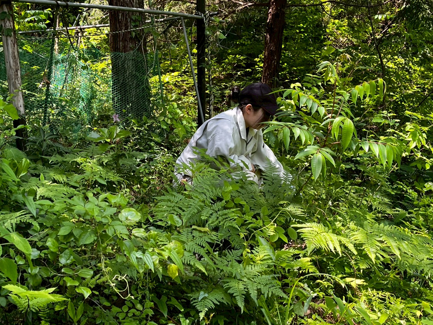 LINE_ALBUM_5.13_ジンリョウユリ保護活動_250524_2