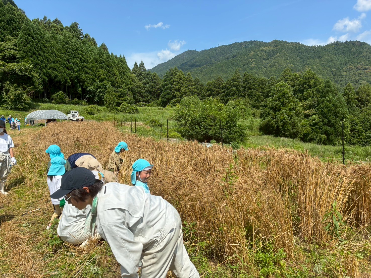 LINE_ALBUM_6.19 小麦収穫広野下分保育所_250628_3