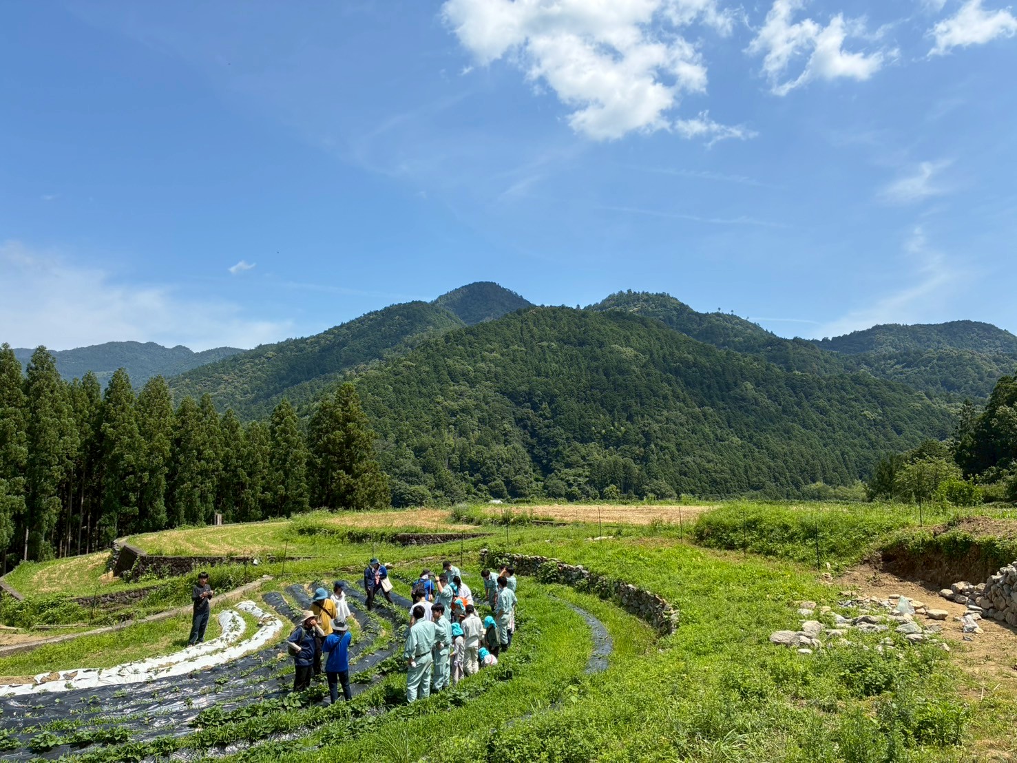 LINE_ALBUM_6.19 小麦収穫広野下分保育所_250628_1