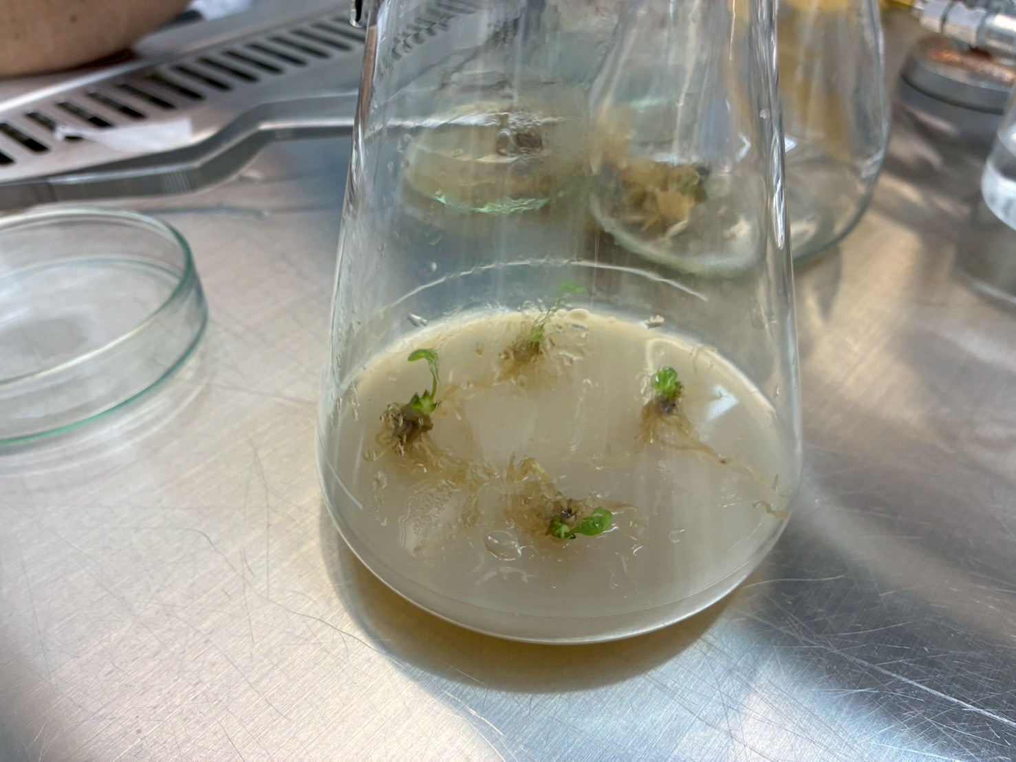 LINE_ALBUM_6.24 ジンリョウユリ株分け　31hr_250628_3