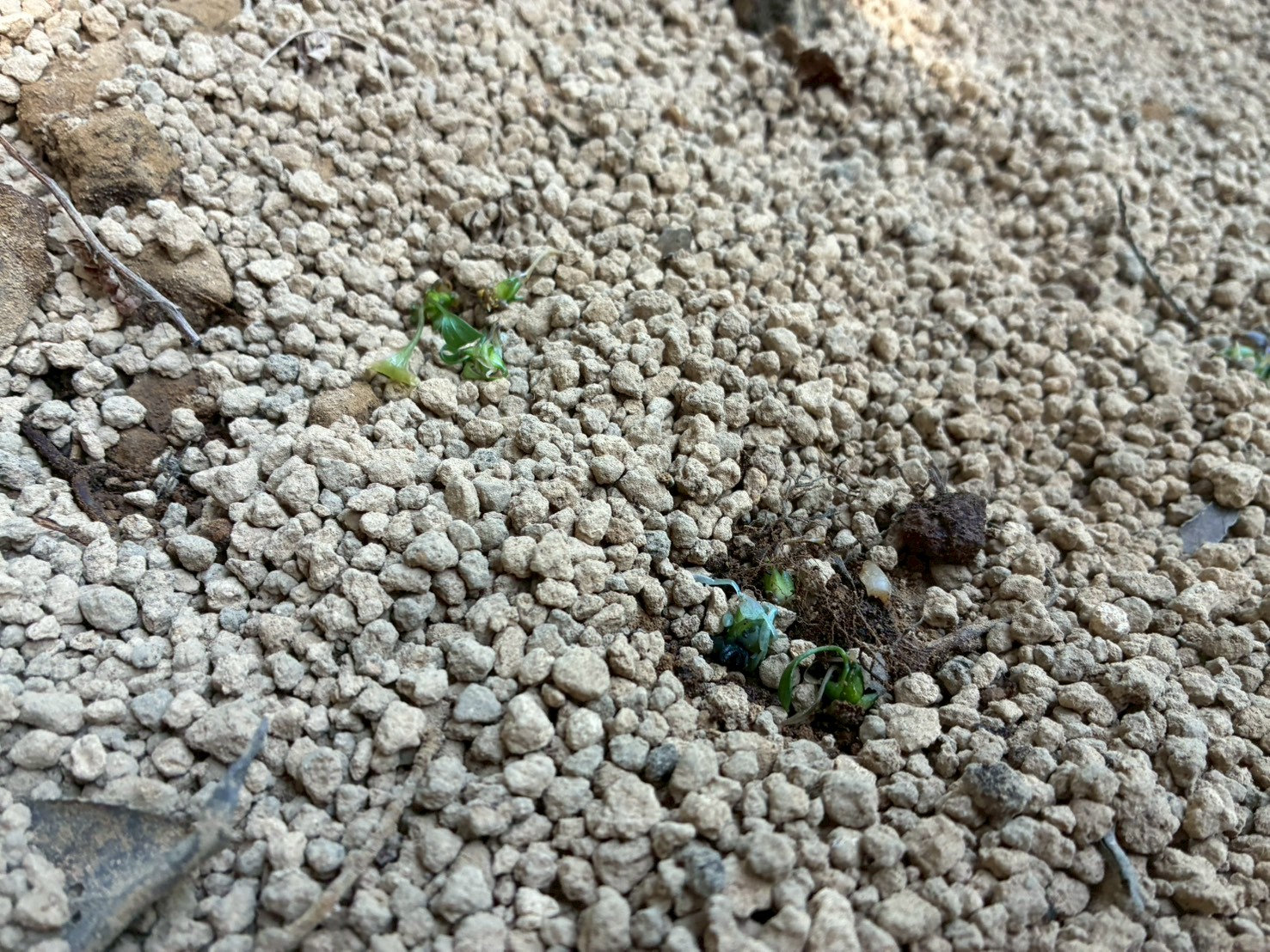 LINE_ALBUM_ジンリョウユリ定植_251120_5