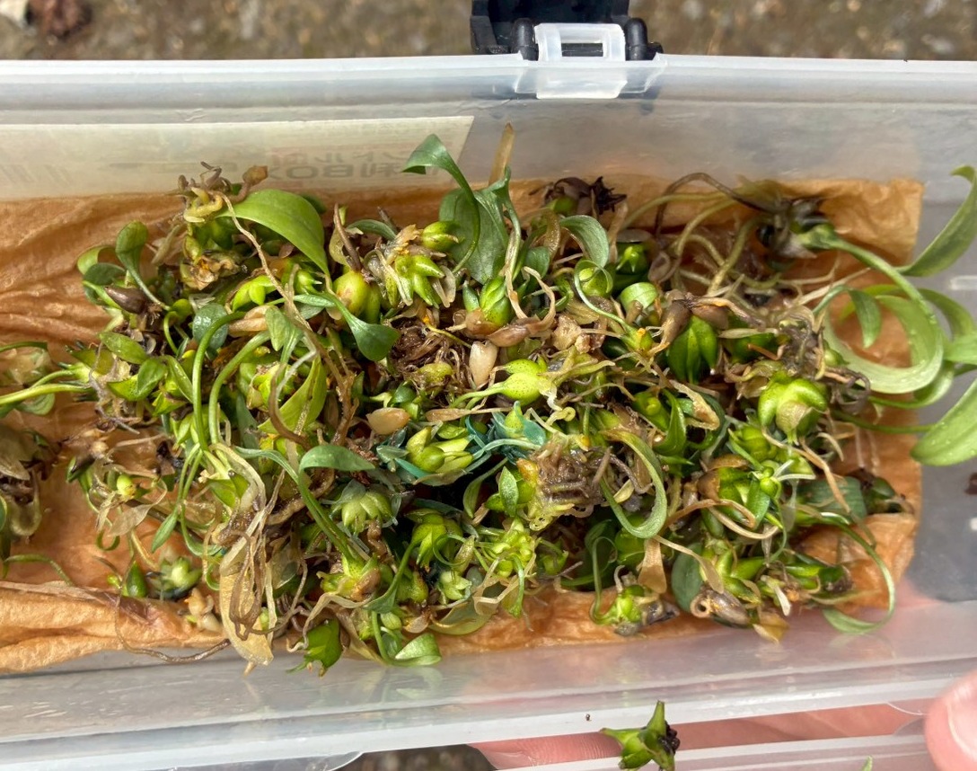 LINE_ALBUM_ジンリョウユリ定植_251120_1